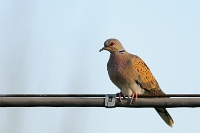 Tortora selvatica (Streptopelia turtur)